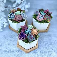 Mini Succulent Garden In Ceramic Pots