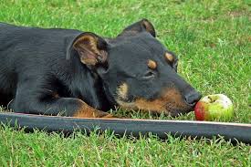 Can Dogs Eat Bananas And Other Fruits