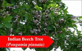 Flowering Trees In India Flower Tree
