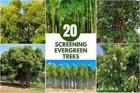 20 Screening Evergreen Trees For Indian