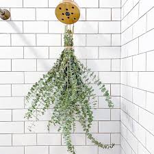 Fresh Shower Eucalyptus San Diego Grown