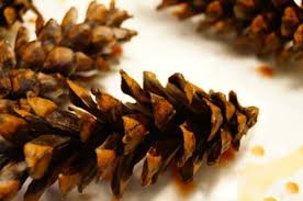 How To Make Pinecone Fire Starters