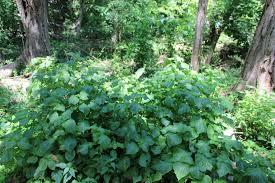 Invasive Plants Have Spread All Over