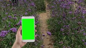 Hand Holding Green Screen Mobile Phone