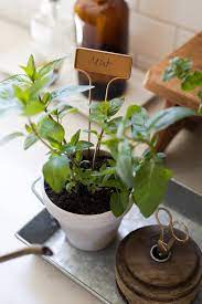 Starting A Small Indoor Herb Garden