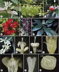 Rubiaceae An Overview Sciencedirect