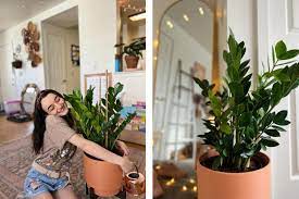 6 Best Low Light Indoor Plants Low