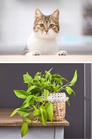 Are Neon Pothos Toxic To Cats Plant