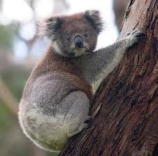 Koala Wikipedia