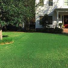 Icon Zoysia Sod Jacksonville Fl And