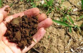 Sterile Potting Soil For Kids And