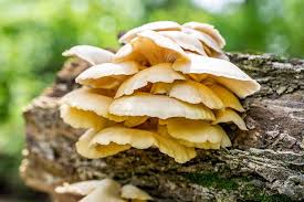 The Unexpected Benefits Of Fungi