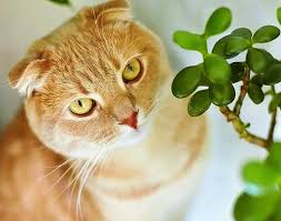 Indoor Plants Are Poisonous To Cats