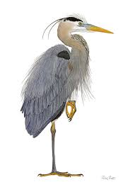 Great Blue Heron Picture This Framing