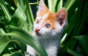 Are Dragon Fruit Plants Toxic To Cats