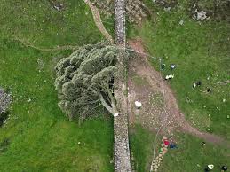 England S Beloved Sycamore Gap Tree Has