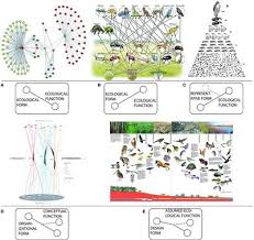 Frontiers Designing For Urban Food Webs