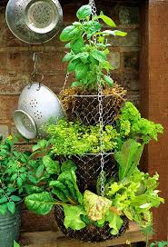 Hanging Basket Herb Garden Diy