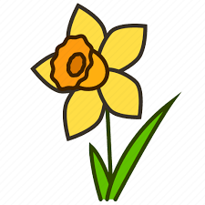 Daffodil Ecology Environment Flower