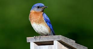 Eastern Bluebird Overview All About