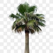 Palm Tree Png Images 13000