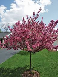 Flowering Trees For Your Garden