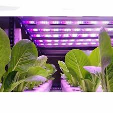 Hydroponic Home Growing Kit