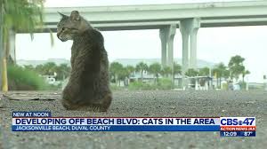 developing off beach blvd cats in the