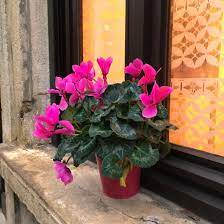 10 Indoor Flowering Plants To Add Color