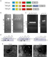 A Vesicular Stomatitis Virus Based