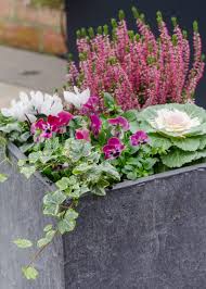 25 Best Winter Plants For Pots And