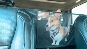 Tips For Rv Travel With Dogs