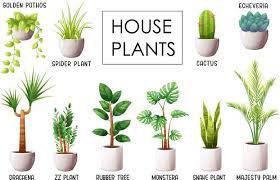 Indoor Garden Plants