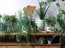 15 Indoor Plants That Smell Fantastic
