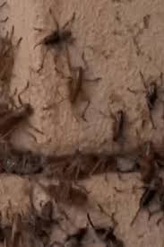 Mormon Crickets Crawl Near Fillmore As