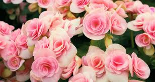 Love Pink Flowers These Top 8 Will