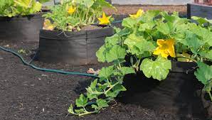 Grow Pumpkins In A Pot Yes You Can