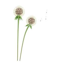 Premium Psd Dandelion Flower 3d Icon