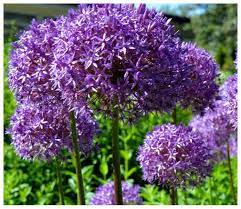 Cottage Garden Plants Perennials