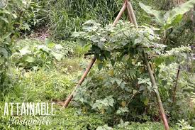 Bamboo Trellis For Your Garden