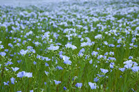 Flax Seeds Nothing But Blue Prairies