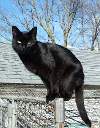 Black Cat Wikipedia