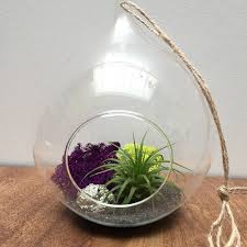 Hanging Glass Orb Air Plant Kits