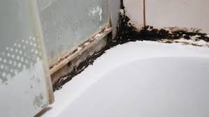 Black Mold In The Bathroom The Bat