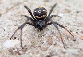 Identifying Black Widows And Preventing