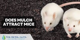 Does Mulch Attract Mice