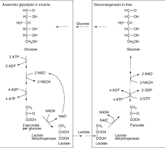 Anaerobic Glycolysis An Overview