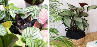 Top 10 Pet Friendly Indoor Plants The
