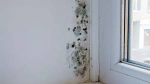 Banish Stubborn Mould From Windows And