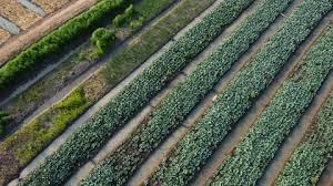 Rows Of Plants Growing In Field With